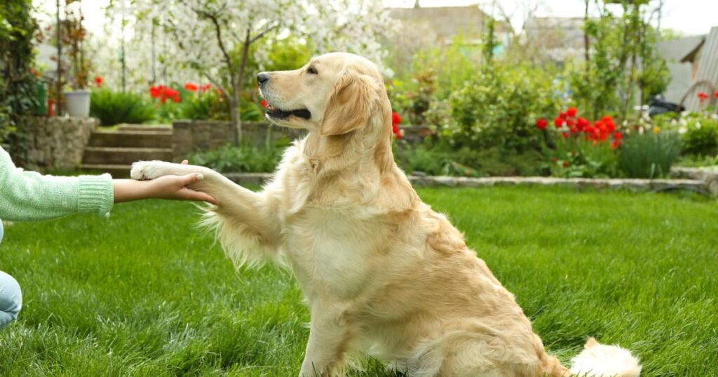 Pets Best Insurance